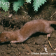 Illustration for article titled Monday Mustelid - Mustela nivalis Edition